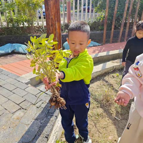 秋收拔花生：与孩子共享田园乐趣