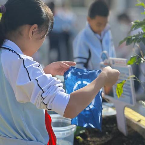 2025-2026学年第一学期《慧趣农场》校本课程《蓝染的科学原理探究》纪实