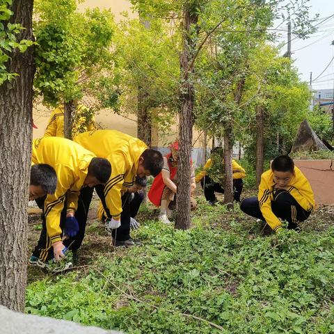 除草净校园 劳动育美德——调兵山市第七初级中学开展劳动实践活动