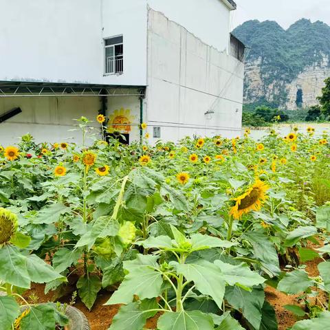 大一班班本.课程