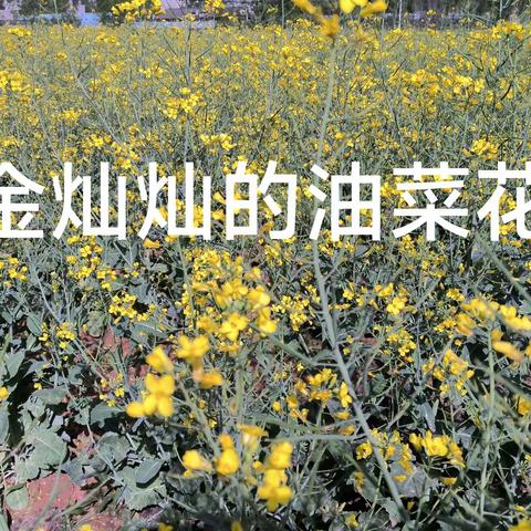 糖果二班4月主题故事《金灿灿的油菜花》