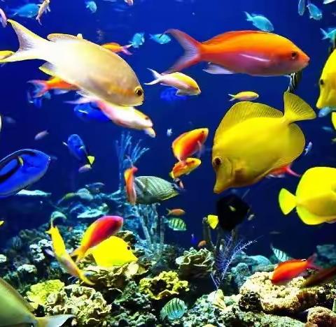 中山市三乡琅环幼儿园小一班小鱼儿游游游主题活动