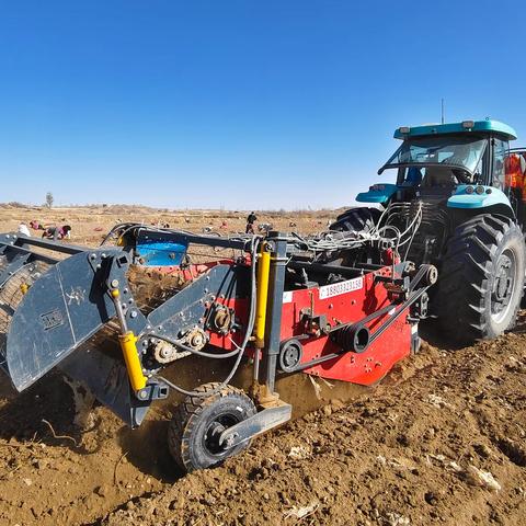 大坝镇：甘草喜丰收 致富有“良方”