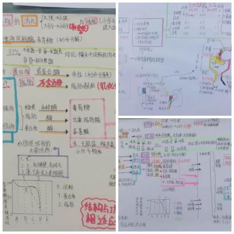 绘画思维导图，学习生物知识