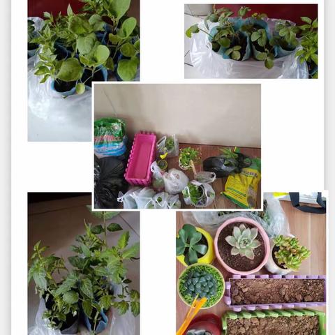 劳动活动课—绿植栽培（燕都小学四年四班）