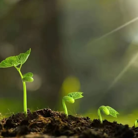 童心植梦想，沃土共耕春——宾县胜利镇中心学校“远程同步种植”启动仪式