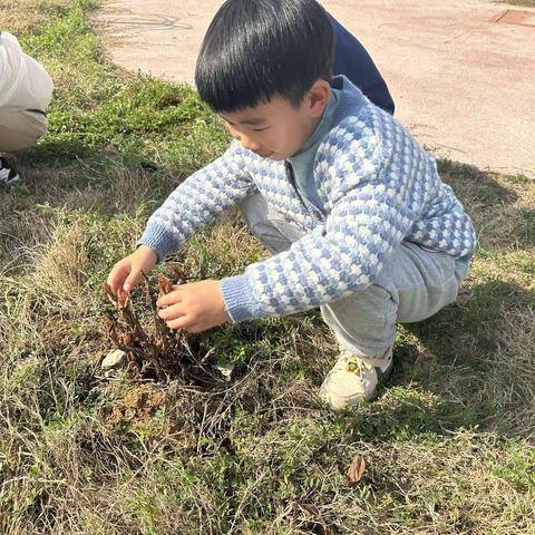 我们的班花：牡丹