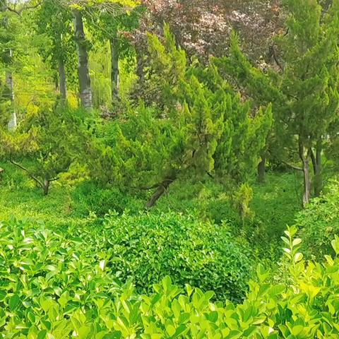 自然课堂·快乐成长 ——阴平镇中心幼儿园秋季小麦种植实践活动