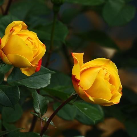 莫道花无百日红，月季花来笑春风。