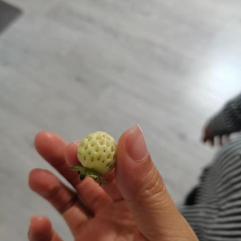 用五官观察水果-草莓，205班汪子恩