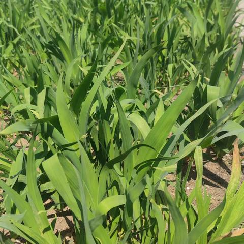 春日里的绿色课堂：正定县南楼乡良下小学师生共植劳动实践活动