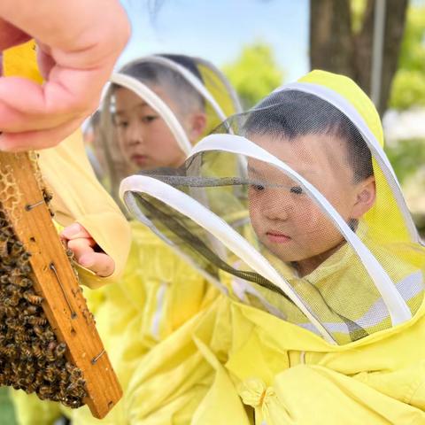 “走进蜜蜂王国，探秘人间精灵”之探“蜜”研学活动