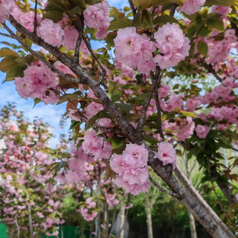 线条勾勒世界 光影塑造精彩——临颍县颍川学校教育集团颍川校区本部圆梦素描社团三月纪实