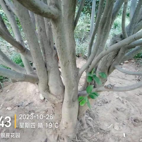 历下养护五标段普利监理10月25日-10月28日工作汇总