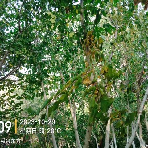 历下养护五标段普利监理10月29日-10月31日工作汇总