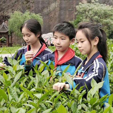 如果你要写茶，就不能只写茶