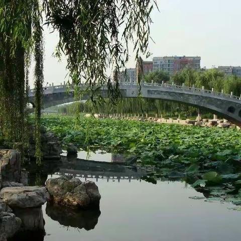 百花深处的美篇
