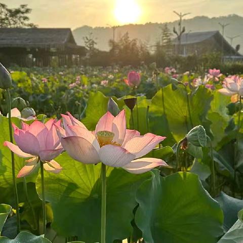 战酷暑 赢假期 追风赶月莫停留——光山二高分校高三（应）暑假自主学习验收性考试纪实