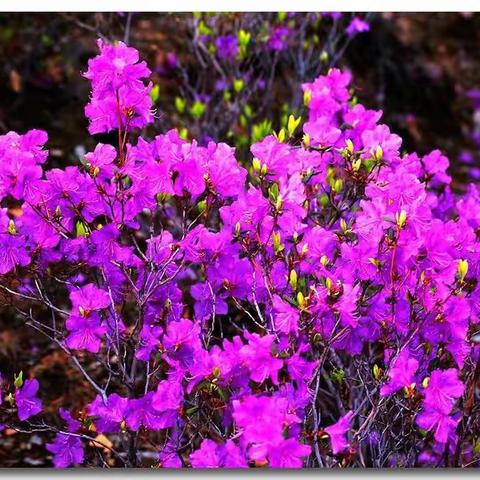 金沟林场保护野生“兴安杜鹃”行动月报