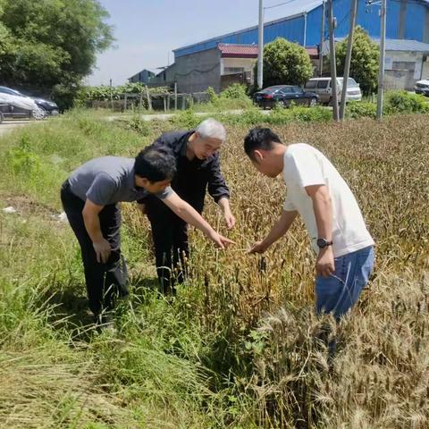 西泉街道主要领导深入田间察看小麦收割情况