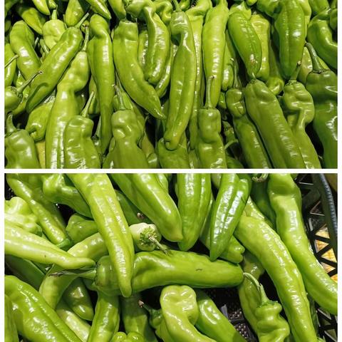10.9号亚芳，禾悦蔬菜市调
