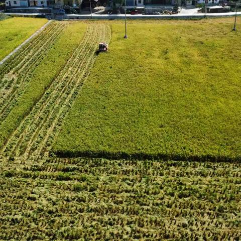 王寨新民：红星照耀新坝起   大地飞歌稻香迎