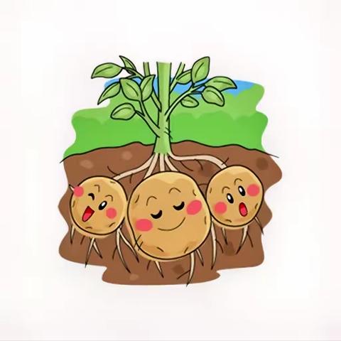 【洛幼·蔬菜园本课程】大四班之疯狂的土豆🥔