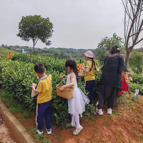 从茶知礼  以茶润心  以茶养德———— 宜宾市叙府实验小学一年级七班茶文化劳动实践研学之旅