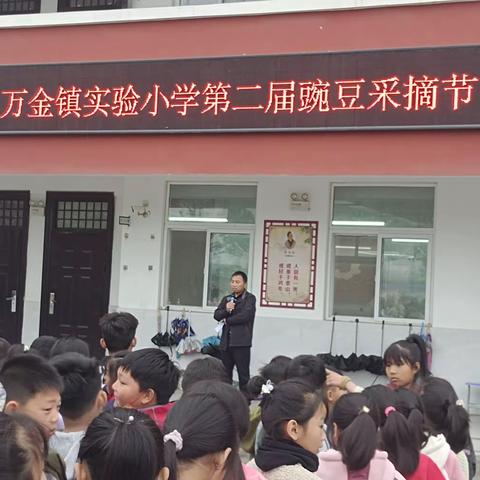 享采摘之趣，沐自然之美——漯河市召陵区万金实验小学开展生态碗豆采摘活动