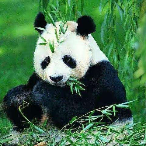 🐼绘画熊猫🐼