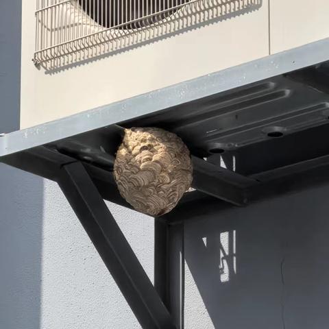 “蜂”险来袭，“网”住平安