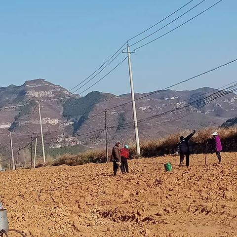 南委泉村网格员帮助村干部种小麦。
