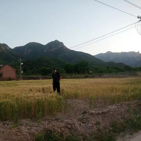网格员帮助村干部验收小麦种植面积