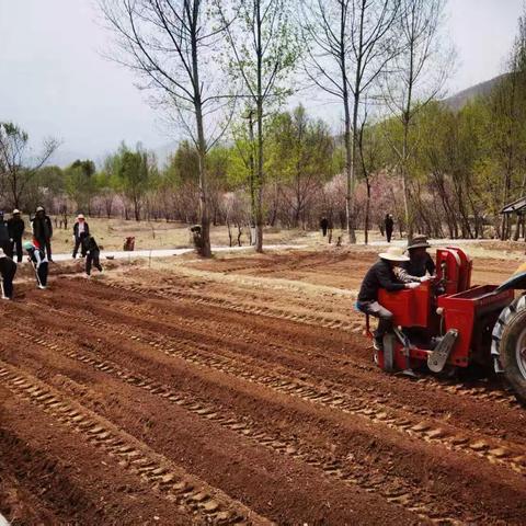 开展马铃薯新品种区域试验示范助力群众增产增收