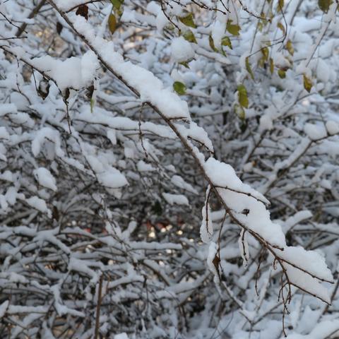 辽宁铁岭今冬一场像样的雪