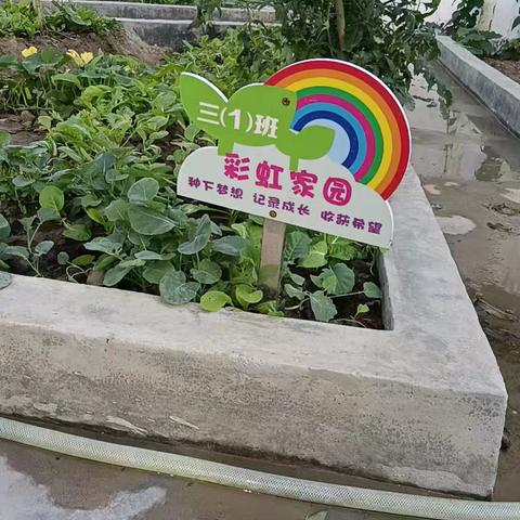 三1班“彩虹家园”劳动实践简报