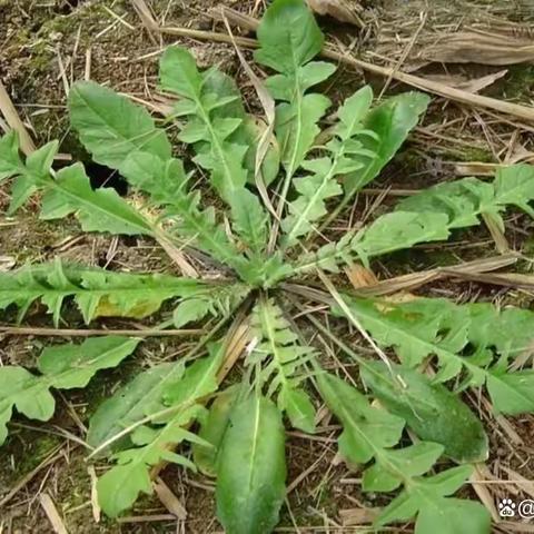 和野菜做游戏