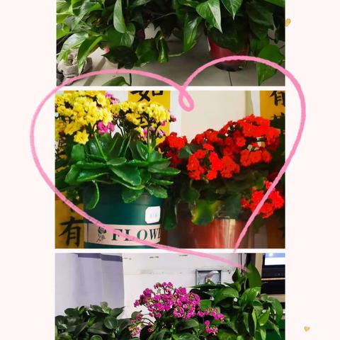 班级植物角，绿意满校园——曹城办第六小学