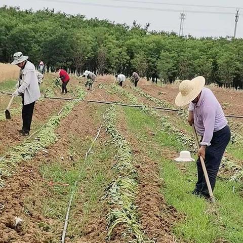 贺小庄村小红薯,大事业,乡村振兴产业兴