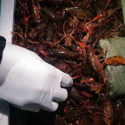 配送中心水产采购5.9工作汇报