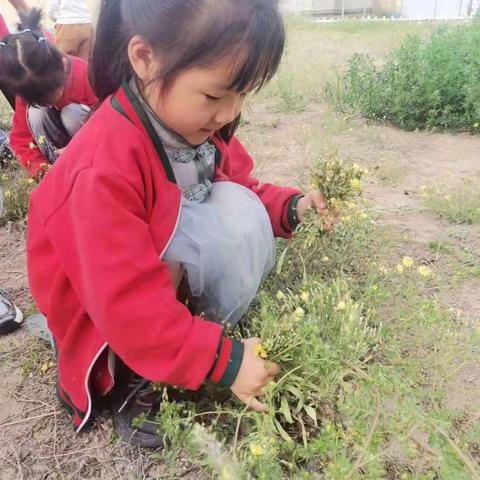 一起挖呀挖呀挖——后祁幼儿园中二种植活动