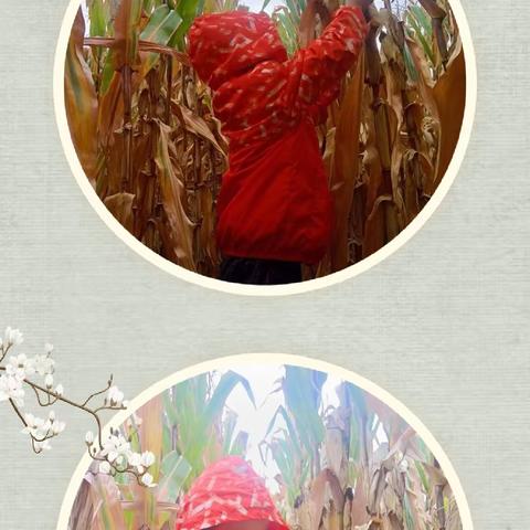 大手牵小手 劳动伴我行——景泰二小二三班孩子劳动采撷