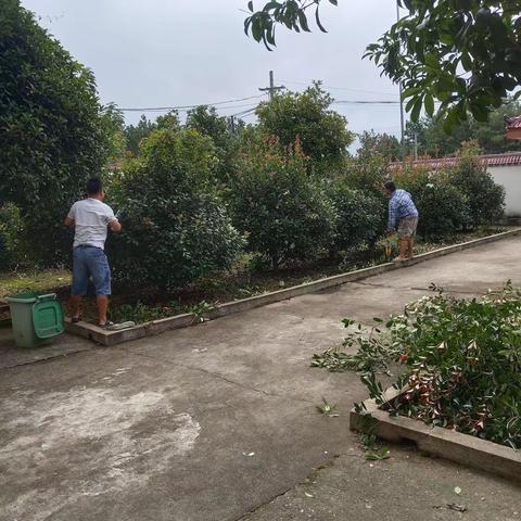 詹圩镇曾家村:村干部修剪树枝    美化环境
