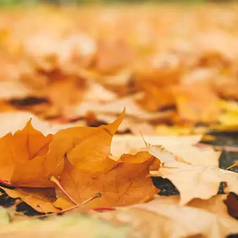 捡几片落叶🍂，绘一幅童心！—李迪城小学