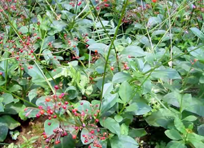 植物信息—土人参