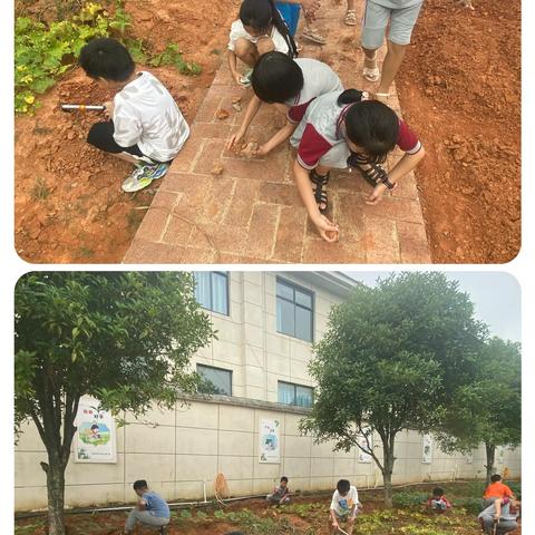 体验农趣，收获快乐——马圩小学劳动实践活动