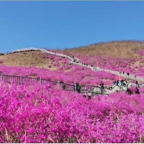 教研直播，点亮科学之光          一一呼伦贝尔市小学科学教师参加自治区同频互动纪实