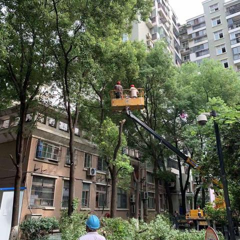 人大代表助力修剪遮光树木，为居民营造舒适生活环境