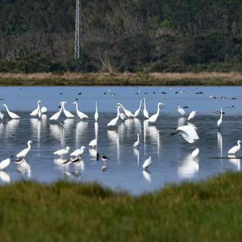 湿地保护润泽最美周至——西安湿地日