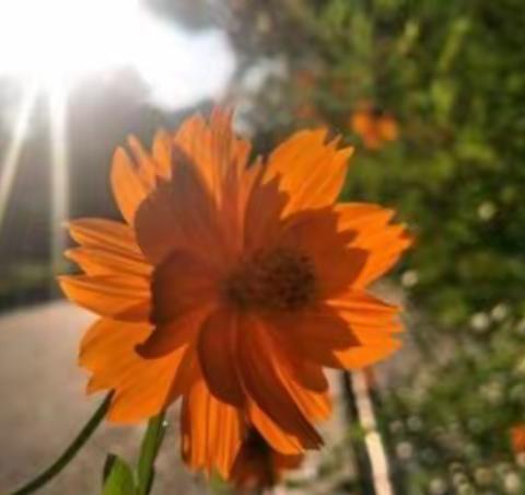 撷教研芳华，数心育美好  ——记大布吉片区五月心理教研